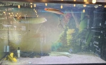 Your Pet Fish
