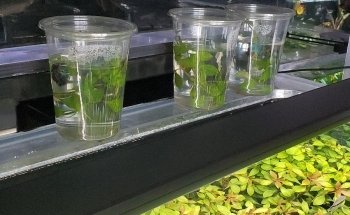 Your Pet Fish