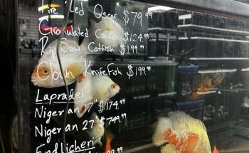 Your Pet Fish