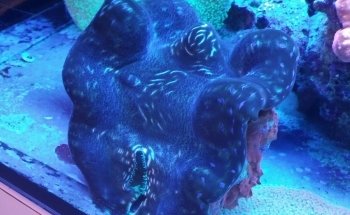 Ocean Blue Aquarium