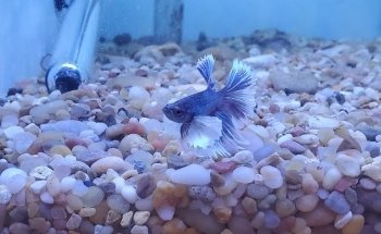 Ocean Blue Aquarium