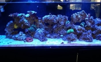 Ocean Blue Aquarium