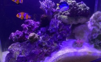 Ocean Blue Aquarium
