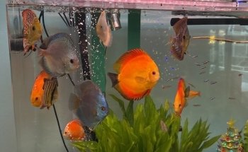 Ocean Blue Aquarium