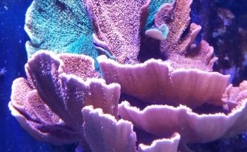 Aquatic Technology