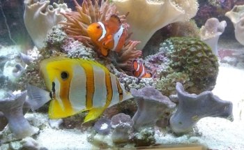 Aquatic Technology
