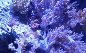 Aquatic Technology