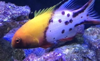 Aquatic Technology