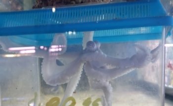 Aquatic Technology