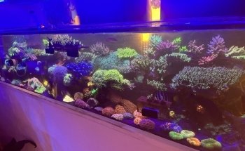 Nocturnal Reef - Tropical Fish and Coral