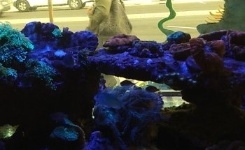 Nocturnal Reef - Tropical Fish and Coral
