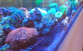 Nocturnal Reef - Tropical Fish and Coral