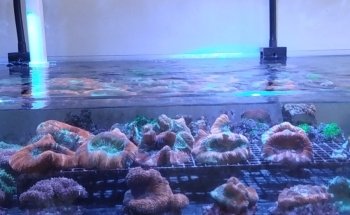 Nocturnal Reef - Tropical Fish and Coral