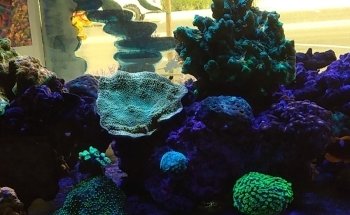 Nocturnal Reef - Tropical Fish and Coral