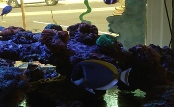 Nocturnal Reef - Tropical Fish and Coral