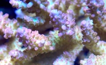 Nocturnal Reef - Tropical Fish and Coral