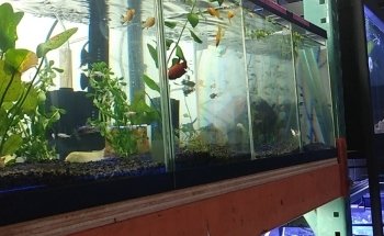Nocturnal Reef - Tropical Fish and Coral