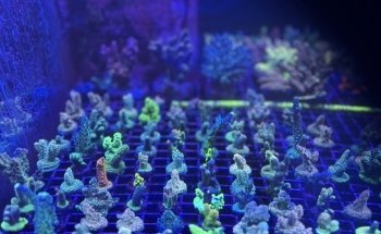 Blue Seas Aquariums