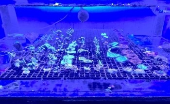 Gulf Coast Aquarium and Pets