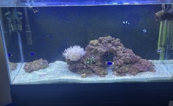Gulf Coast Aquarium and Pets