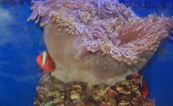 Gulf Coast Aquarium and Pets