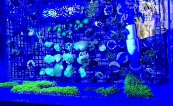 Gulf Coast Aquarium and Pets