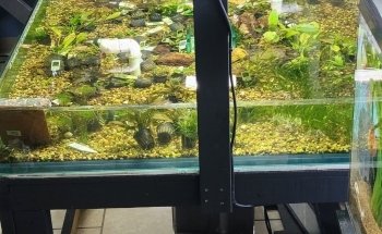 Scales Tails - Aquatics Emporium & Pet Store LLC