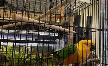 Escamas y Colas - Emporio Acuático y Tienda de Mascotas LLC