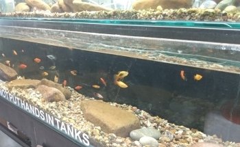 Scales Tails - Aquatics Emporium & Pet Store LLC