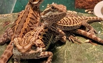Scales Tails - Aquatics Emporium & Pet Store LLC