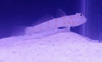 Scales Tails - Aquatics Emporium & Pet Store LLC