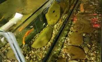 Scales Tails - Aquatics Emporium & Pet Store LLC