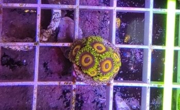 Scales Tails - Aquatics Emporium & Pet Store LLC