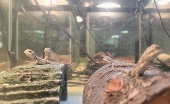 Scales Tails - Aquatics Emporium & Pet Store LLC