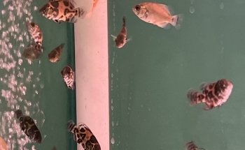 Acuario Bayparkway