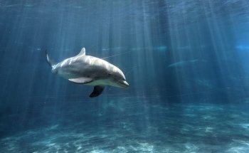 Dolphin Cove