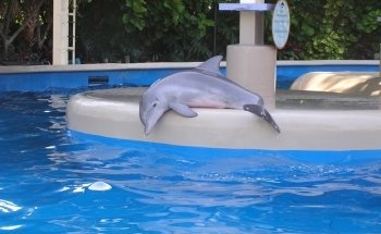 Dolphin Cove