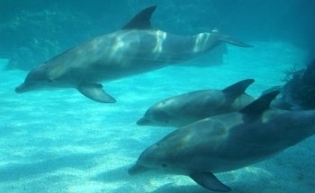 Dolphin Cove