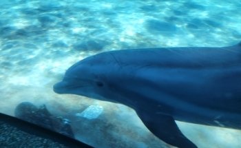 Cueva de Delfines