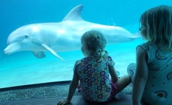Dolphin Cove