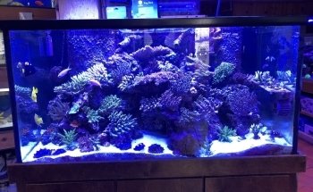 House of Fins