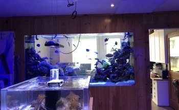 House of Fins