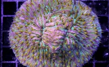 Reef Lounge USA