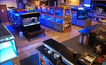 Reef Lounge USA