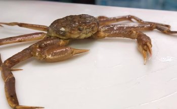 Explore the Ocean World Oceanarium