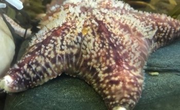 Explore the Ocean World Oceanarium