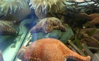 Explore the Ocean World Oceanarium