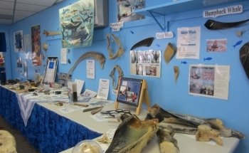 Explora el Mundo Oceánico Oceanario