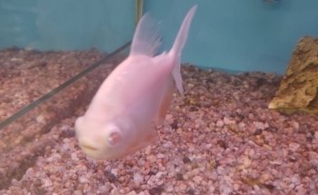 Veterinaria Génesis