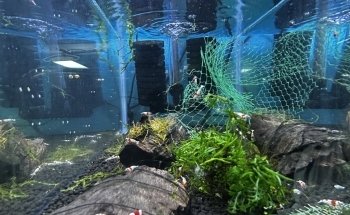 Aqua Nature Tropical Fish